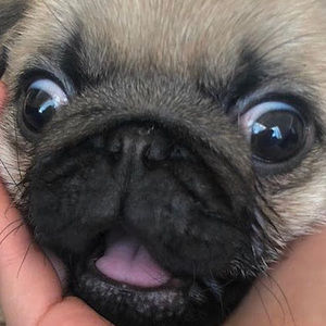 Meet your Posher, Lucy